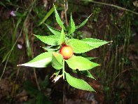 alazzaRuscus aculeatus 201011105 014
